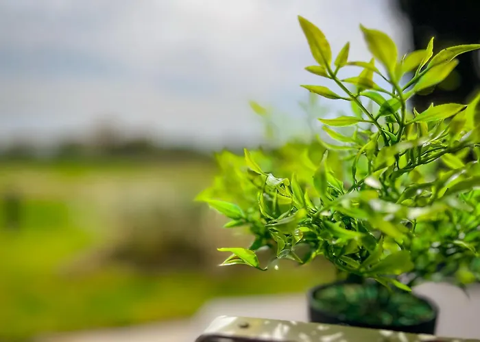 Weisse 01 Boltenhagen